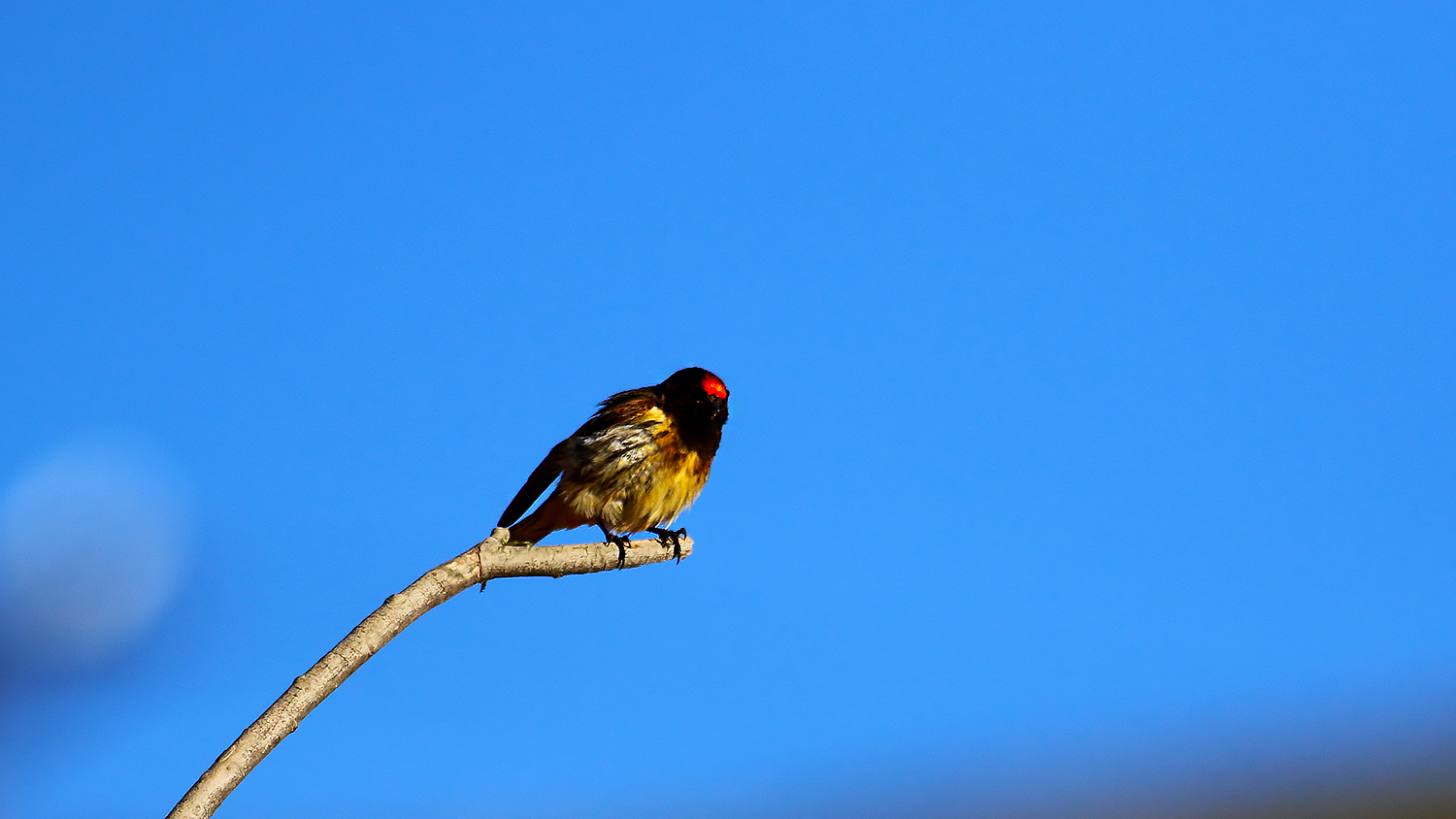 Fire-fronted Serin — Ana fotoğraf
